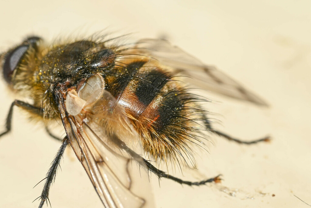 Panzeria flavovillosa