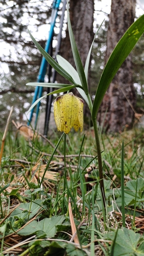 Image of Fritillaria collina by (c) Dmitrii Ignatev, some rights reserved (CC BY)