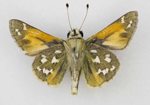 Juba Skipper