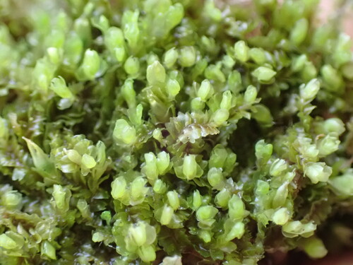 Image of Mesoptychia gillmanii by no rights reserved