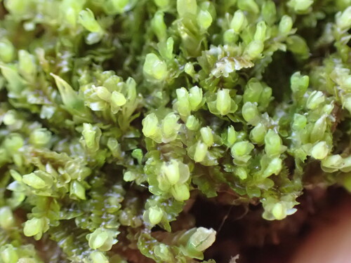 Image of Mesoptychia gillmanii by no rights reserved