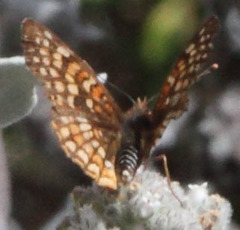 Chlosyne gabbii