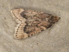 Aglossa cacamica