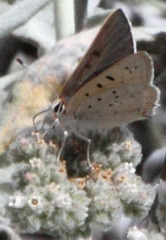 Tharsalea xanthoides