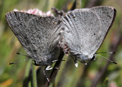 Satyrium sylvinus