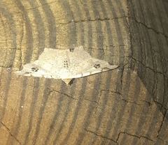 Macaria notata