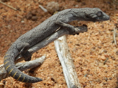 Strophurus strophurus