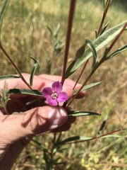 Clarkia gracilis