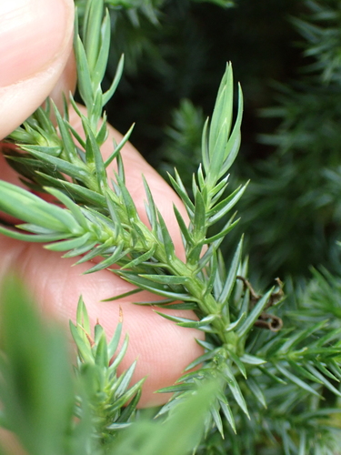 Image of Juniperus squamata by no rights reserved