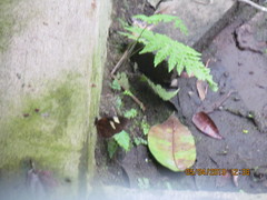 Heliconius melpomene