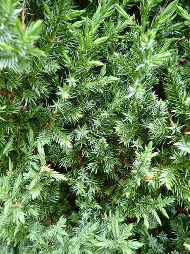 Image of Juniperus squamata by no rights reserved