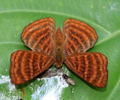 Zemeros emesoides