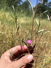 Clarkia gracilis