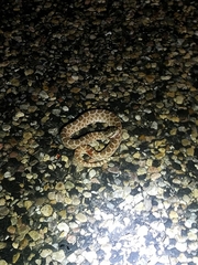 Sistrurus tergeminus