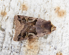 Cerastis enigmatica