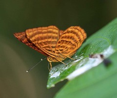Zemeros emesoides