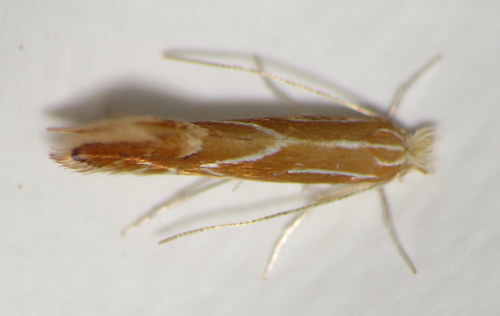 Phyllonorycter basistrigella photo 3