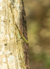 Anolis