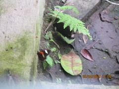 Heliconius melpomene