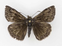 Erynnis afranius
