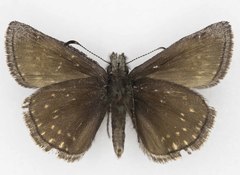 Erynnis afranius