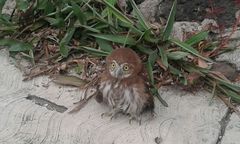 Glaucidium