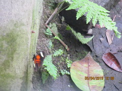 Heliconius melpomene