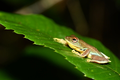 Vietnam Flying Frog photo 2