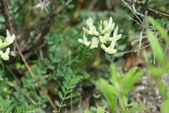Astragalus soxmaniorum