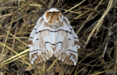 Endromis versicolora