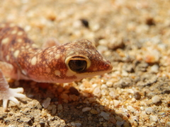 Rhynchoedura ornata