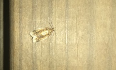 Clepsis melaleucanus