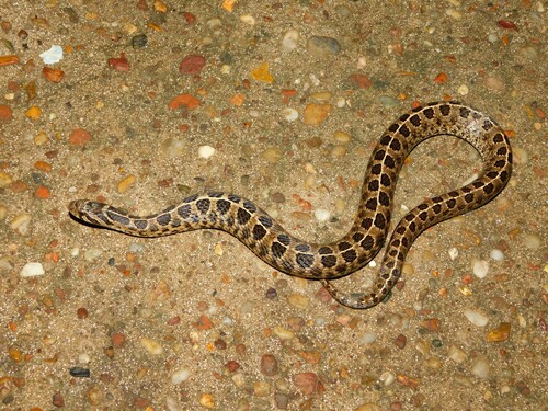 Ocellated Pampas Snake