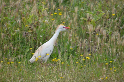 Western Cattle-Egret