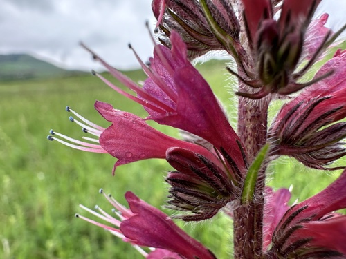 Pontechium maculatum