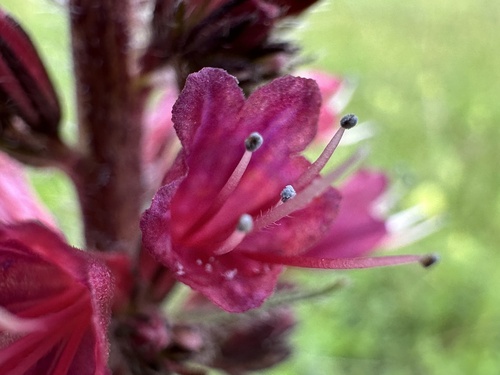 Pontechium maculatum