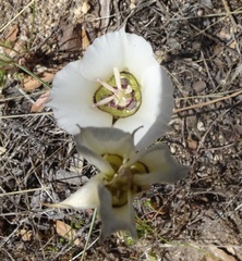 Calochortus ambiguus