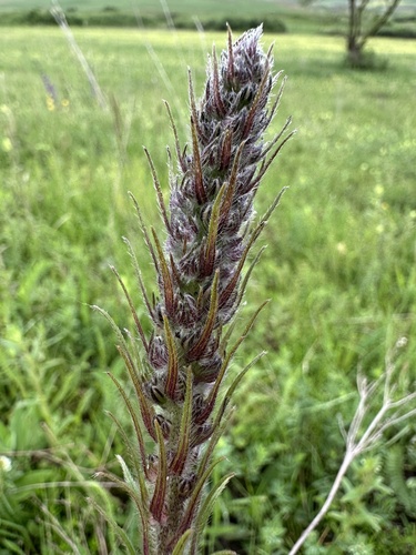 Pontechium maculatum