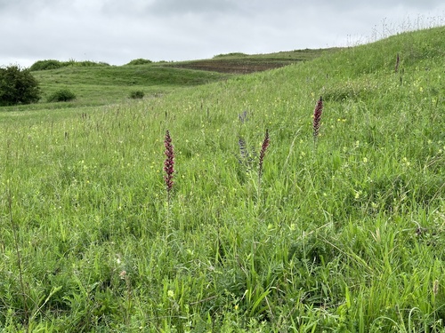 Pontechium maculatum