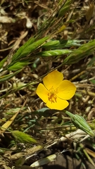 Eschscholzia lobbii