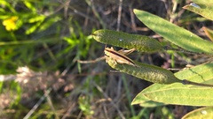 Conocephalus strictus