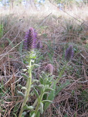 Veronica wyomingensis