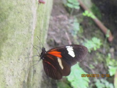 Heliconius melpomene