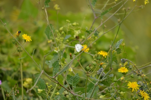 Small White