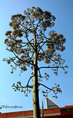 Agave rhodacantha