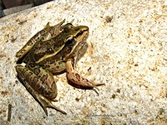 Lithobates forreri