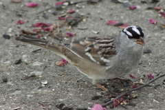 Zonotrichia leucophrys