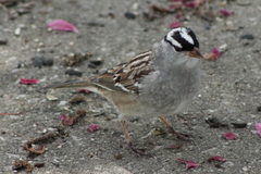 Zonotrichia leucophrys