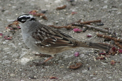 Zonotrichia leucophrys