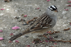 Zonotrichia leucophrys